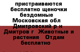 пристраиваются бесплатно щеночки бездомные - Московская обл., Дмитровский р-н, Дмитров г. Животные и растения » Отдам бесплатно   